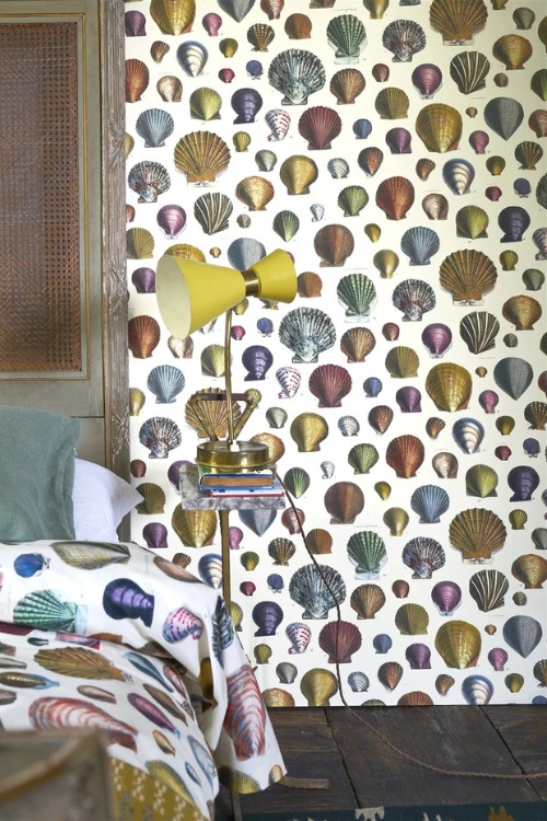 Shell paper on walls
