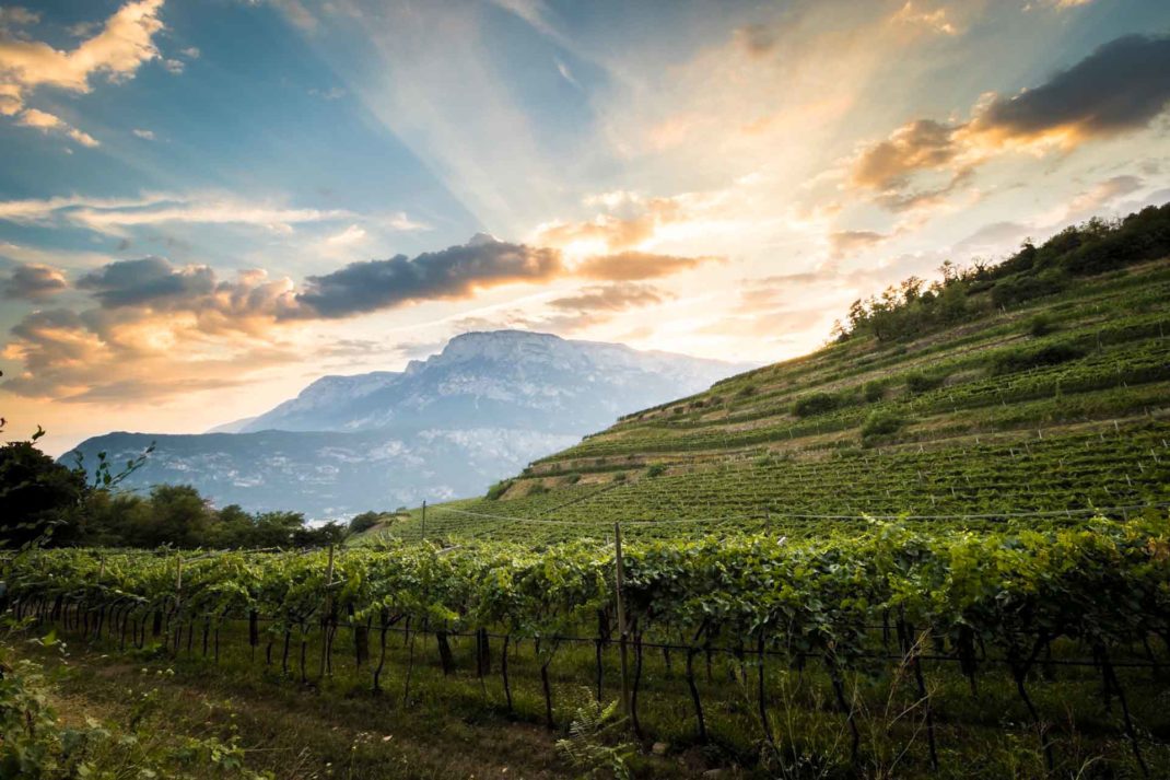 Ferrari Trento Vineyards, Italy