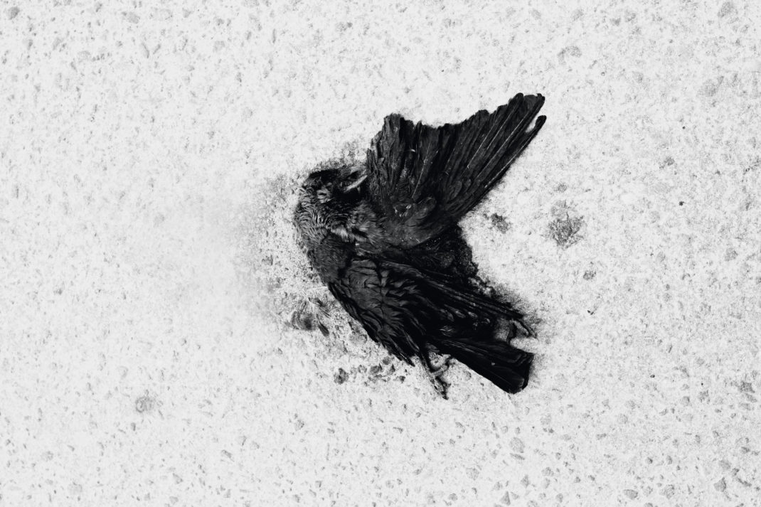 A dead bird