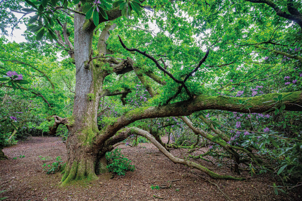 Fairy Oak tree