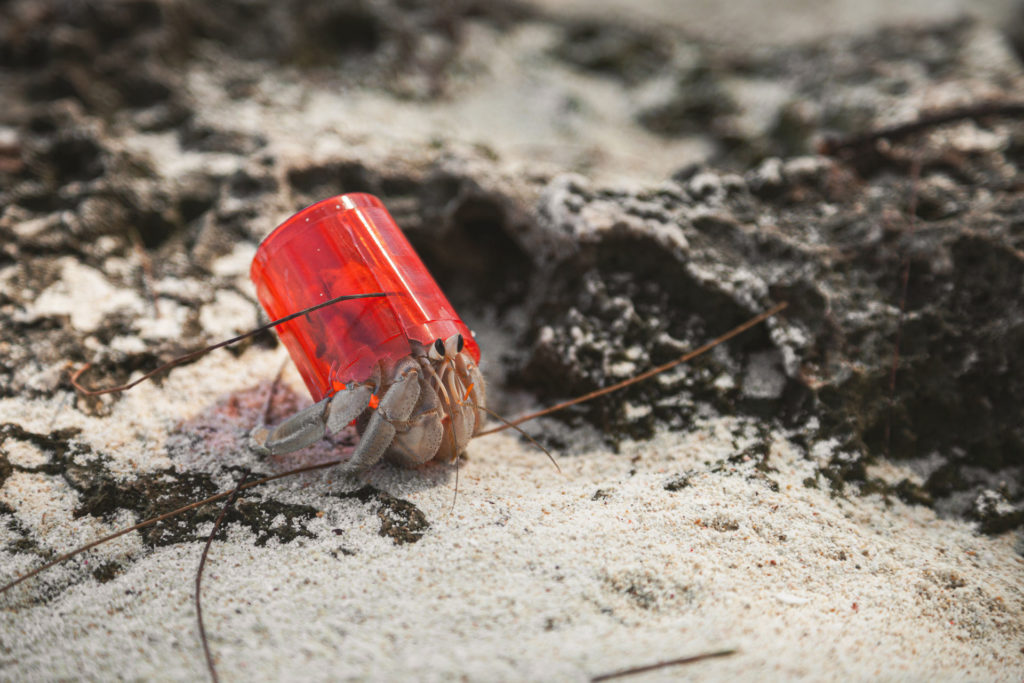 Hermit crab wearing plastic for shell