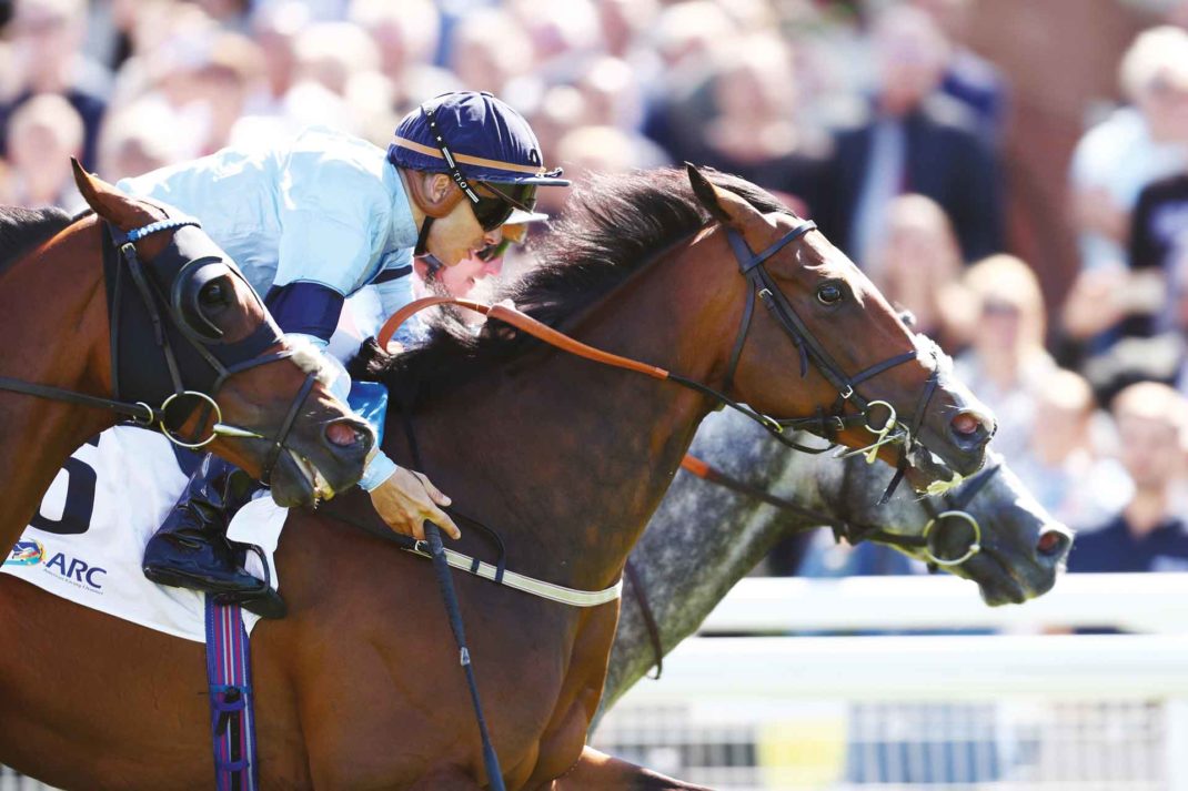 Bay thoroughbred racing
