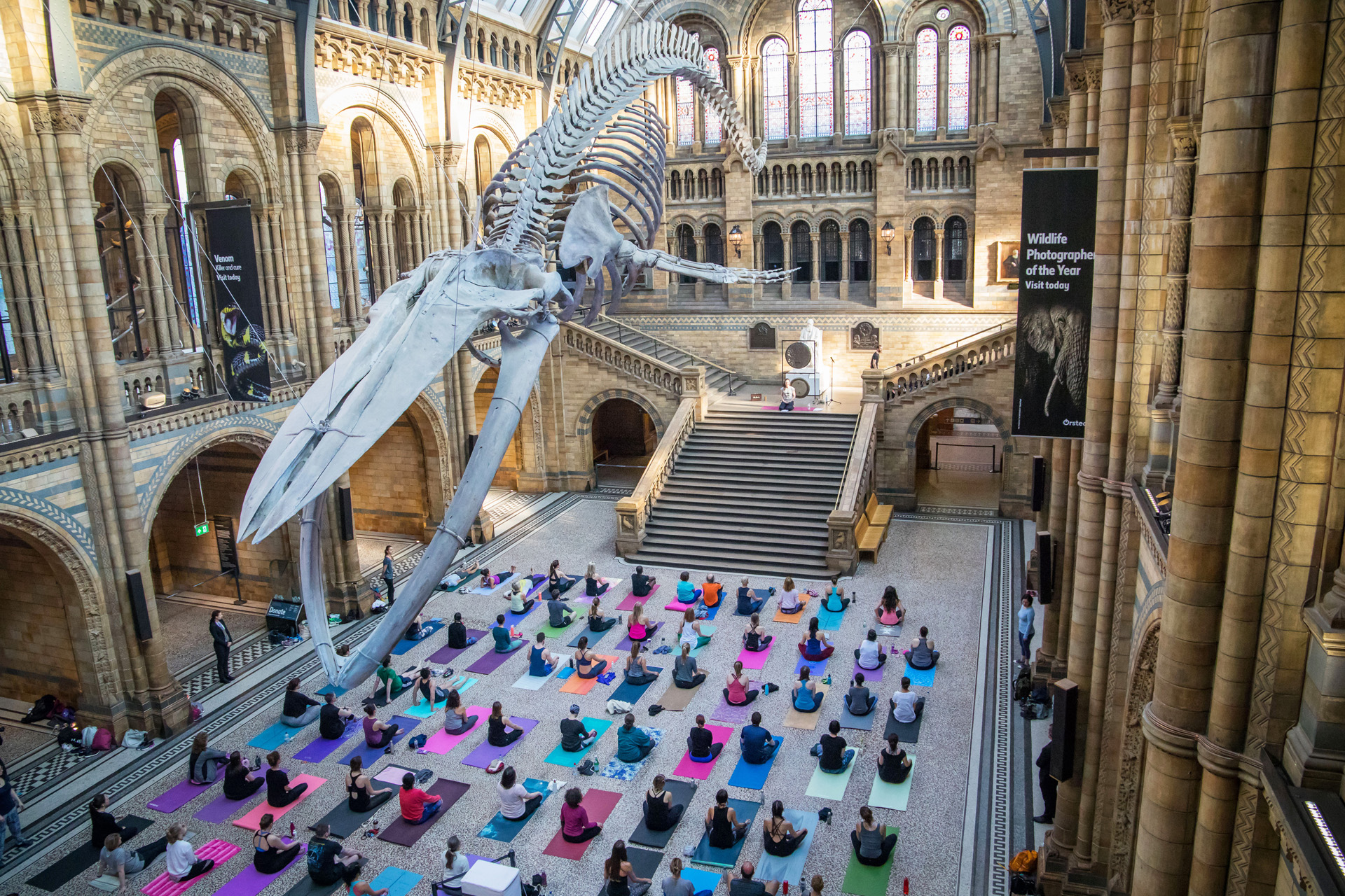 Yoga in the museum under the whale skeleton