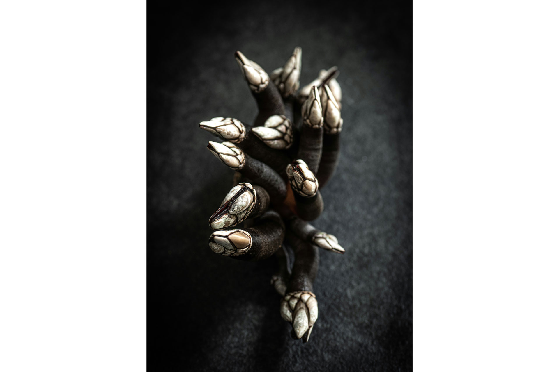 Percebes