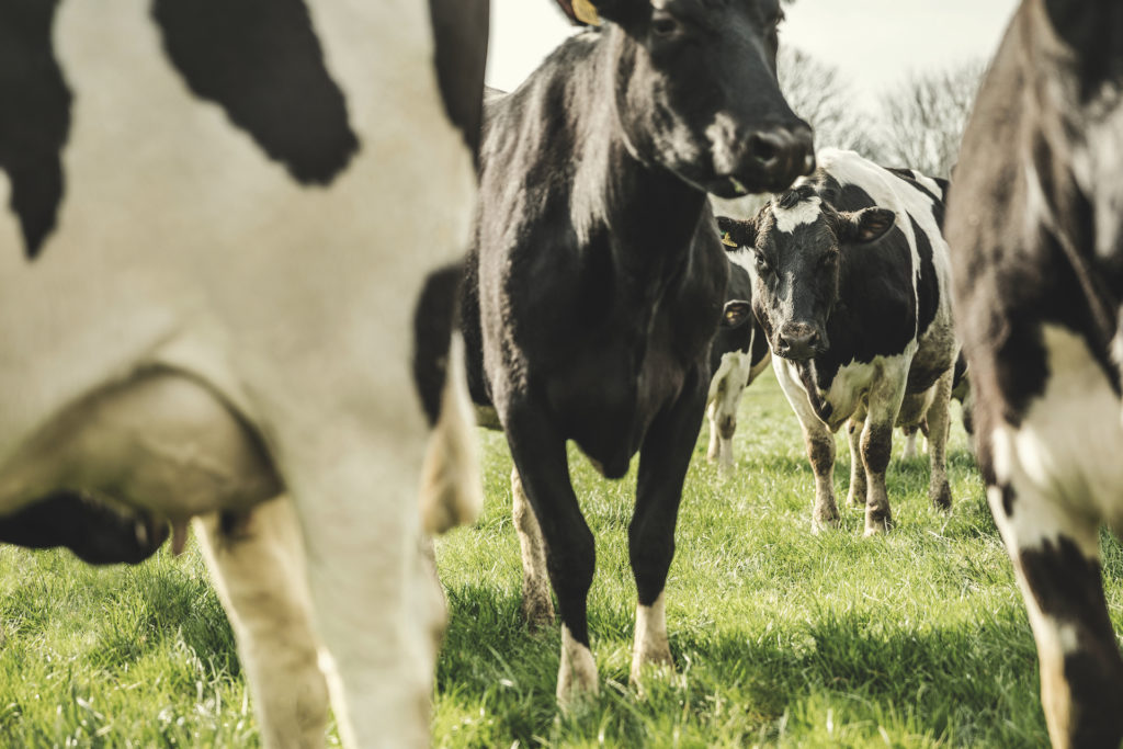Cows on Daylesford Organic farm