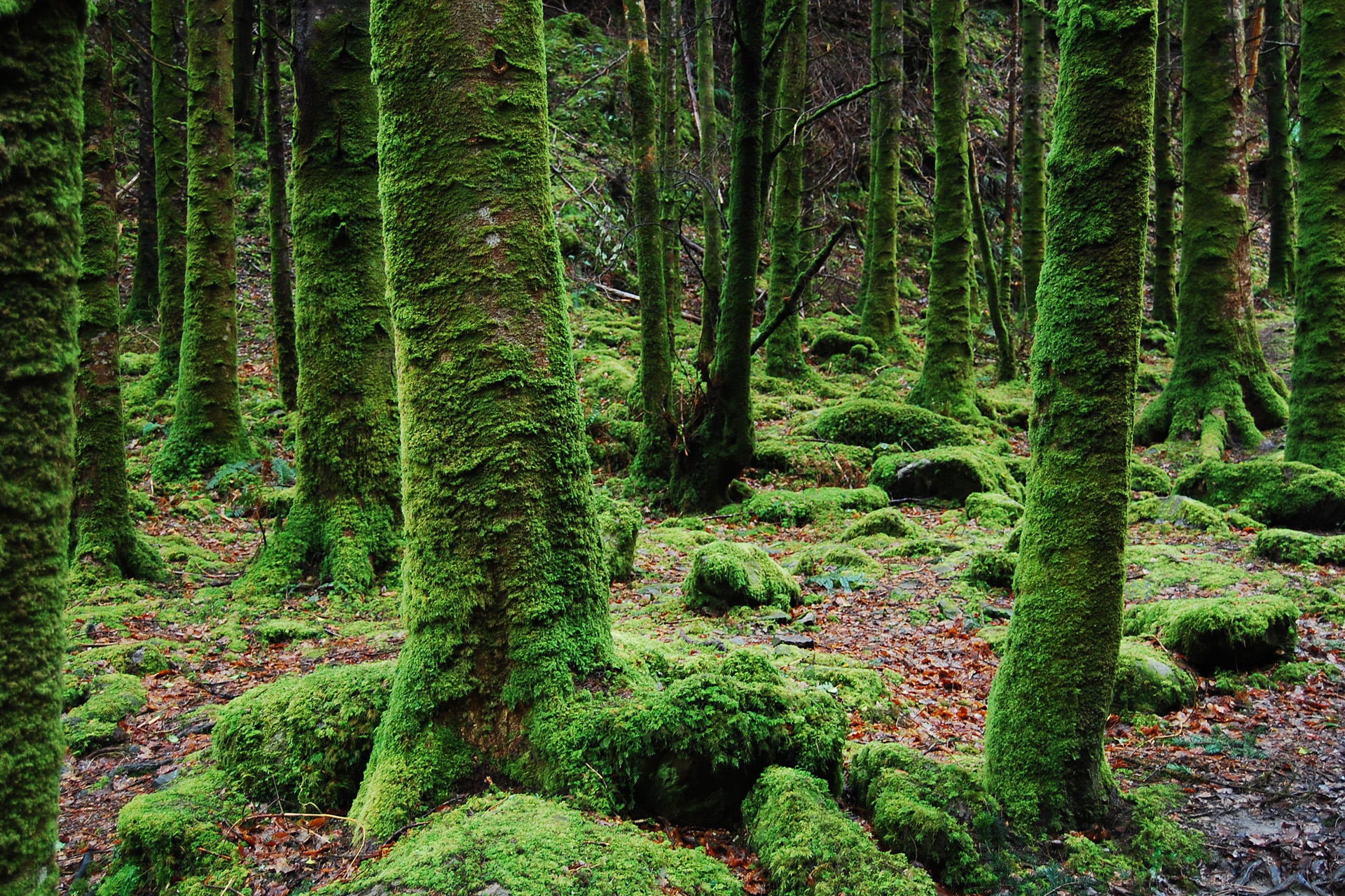 Trees covered in moss in a forest