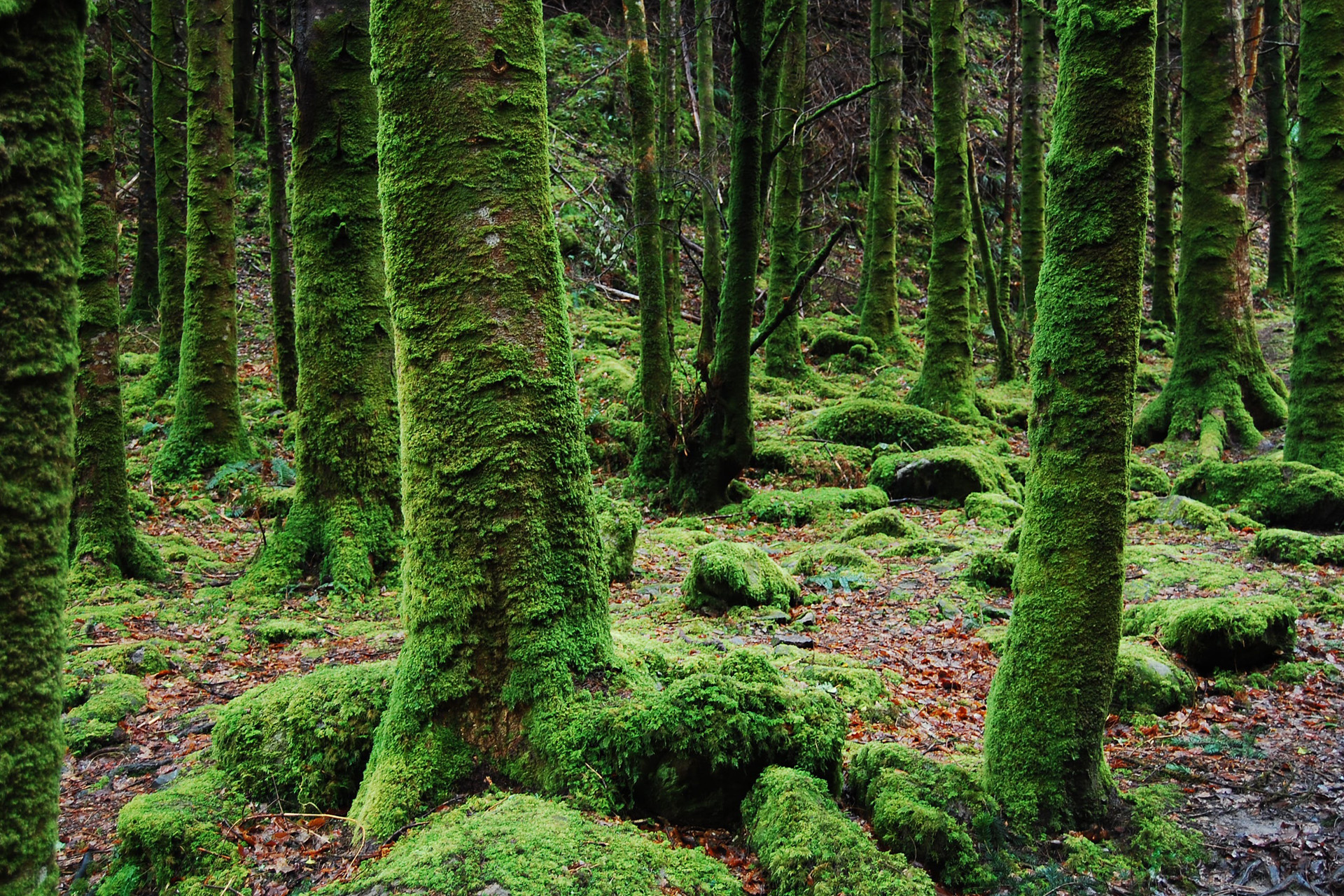 Trees covered in moss in a forest