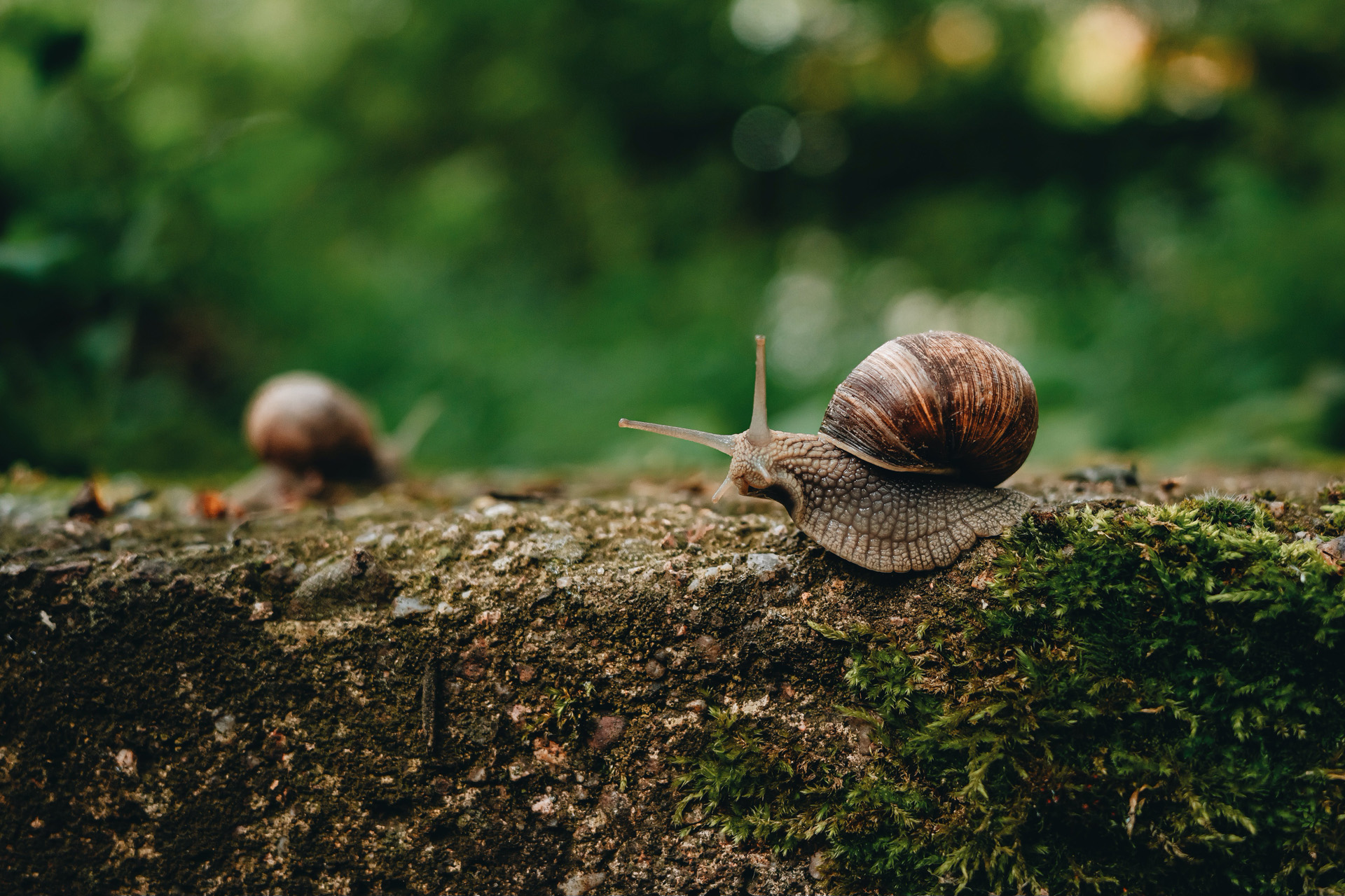 A snail on the ground