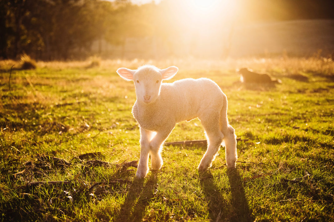 Leap years are said to be bad for rearing sheep