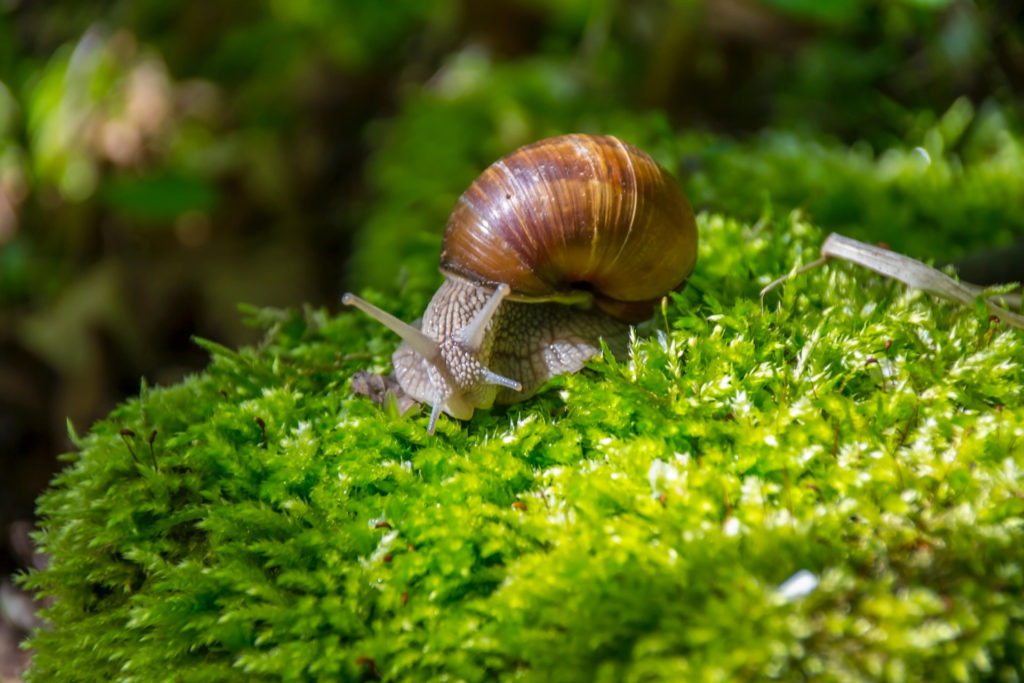 A snail on some moss