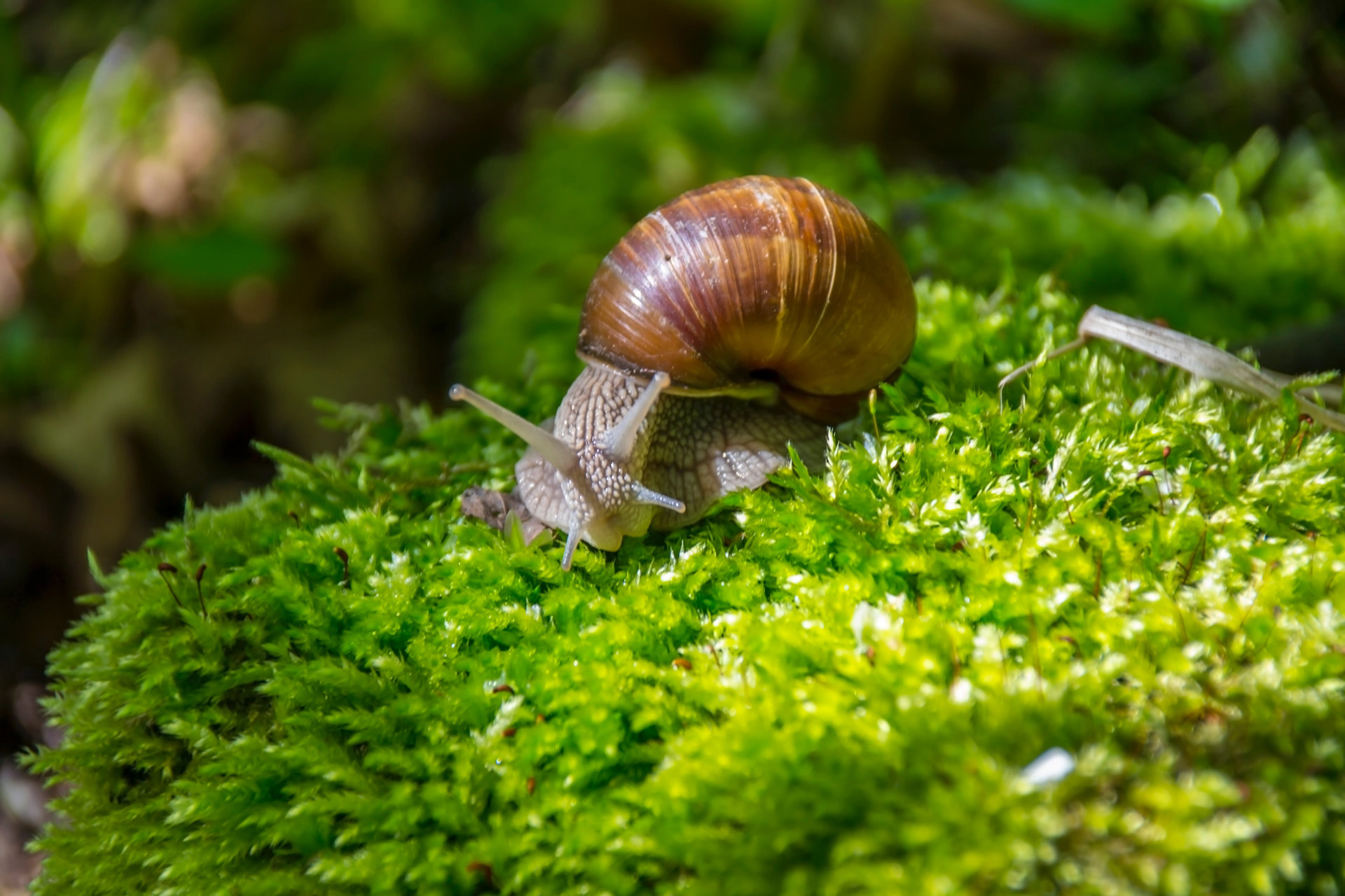 Is Snail Mucin The Slimy Skin Saviour We’ve Been Waiting For?