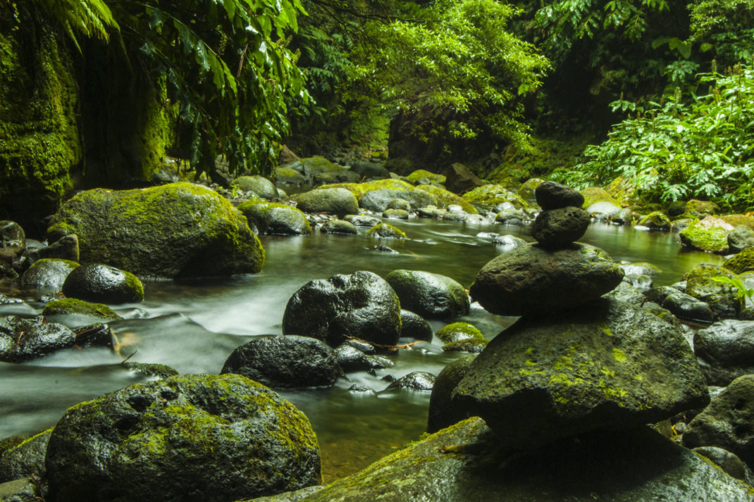 Moss covering rocks beside water