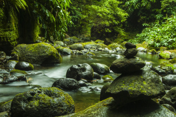 Moss covering rocks beside water