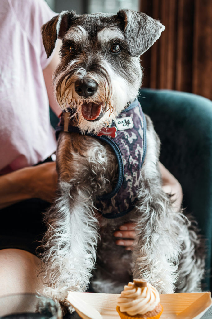Dog at a restaurant