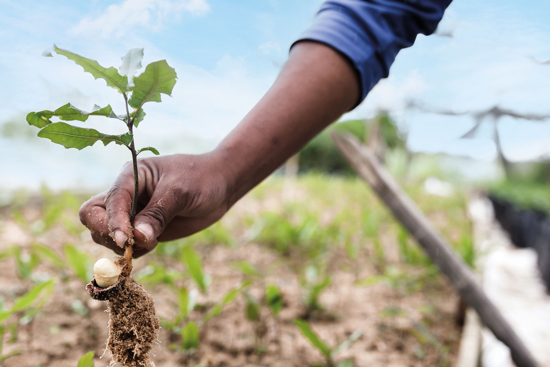 A person picking a plant from the ground