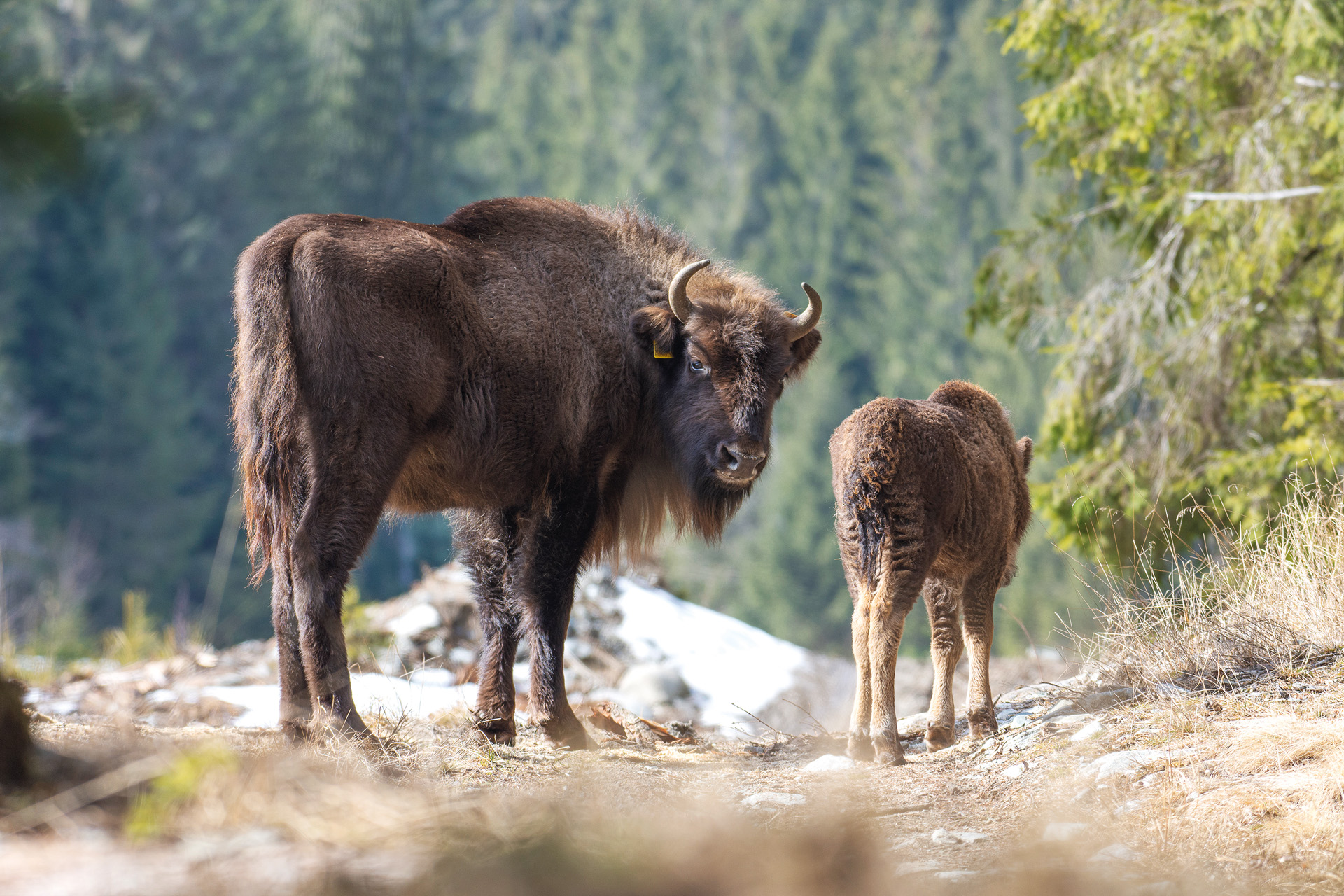 Two bison in Romania