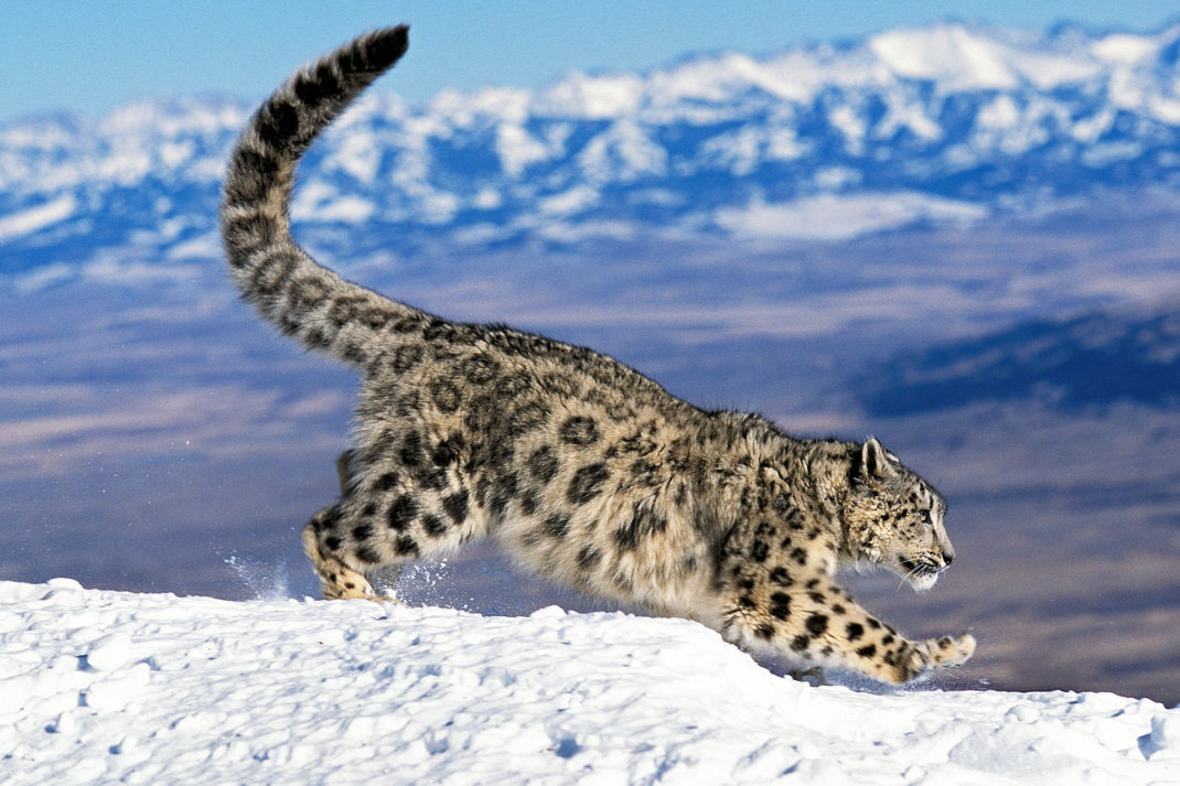 Snow leopard