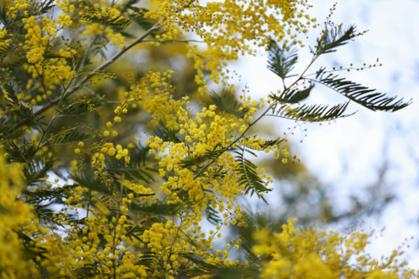 Acacia flowers