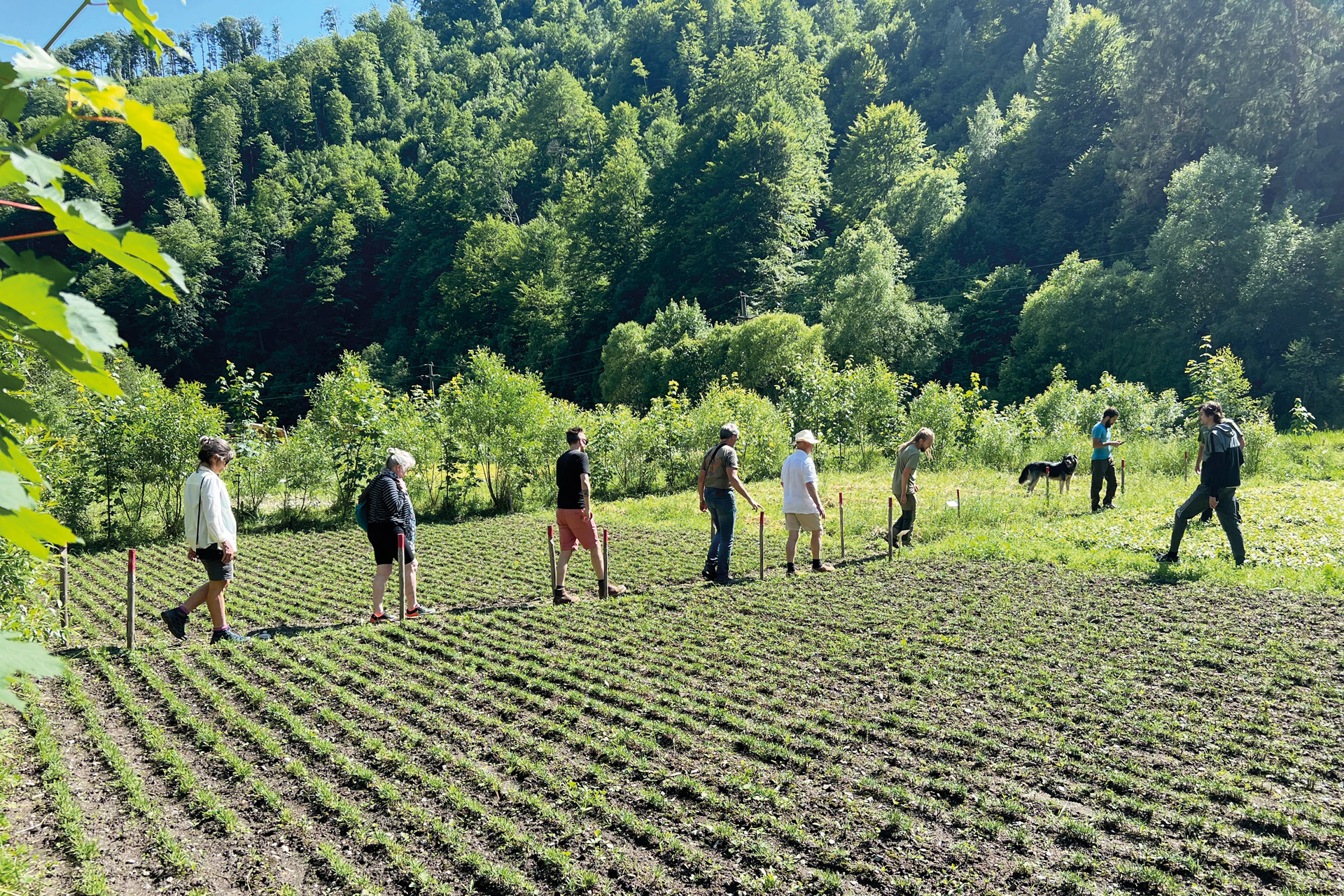 Visiting the baby tree plantations created by the Prombergers