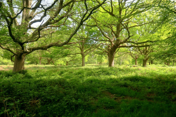Park with grassland and trees.