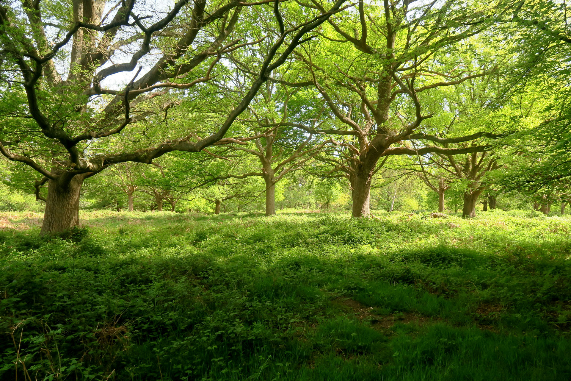 The Best Country Parks Near London