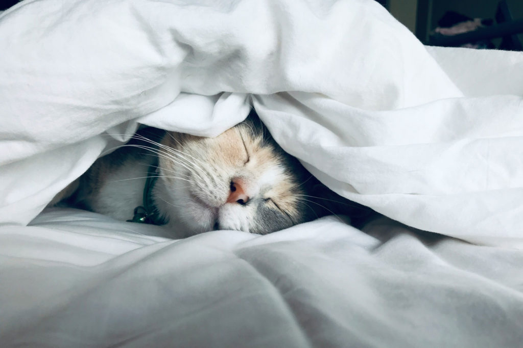 Cat under white duvet