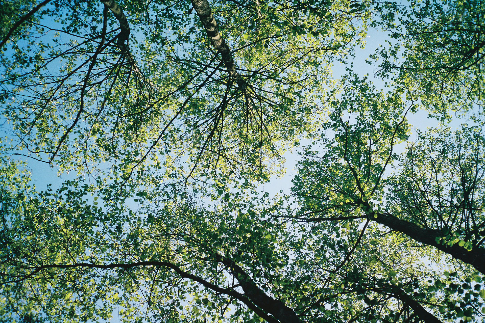 Looking up at trees against a blue sky
