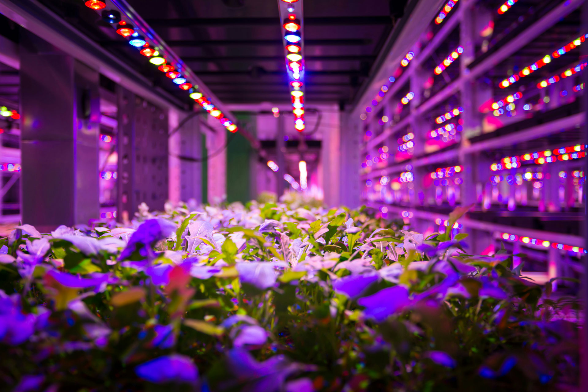 Inside The UK’s Most High-Tech Vertical Farm