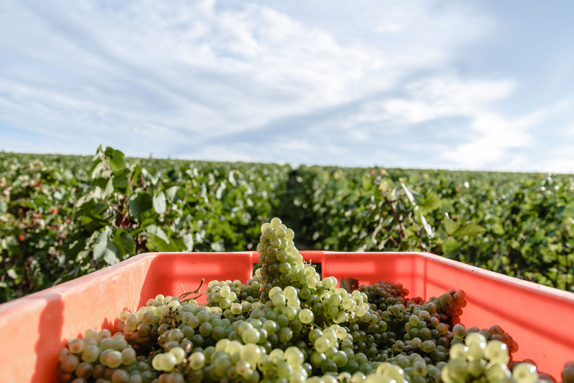 Grapes in Champagne