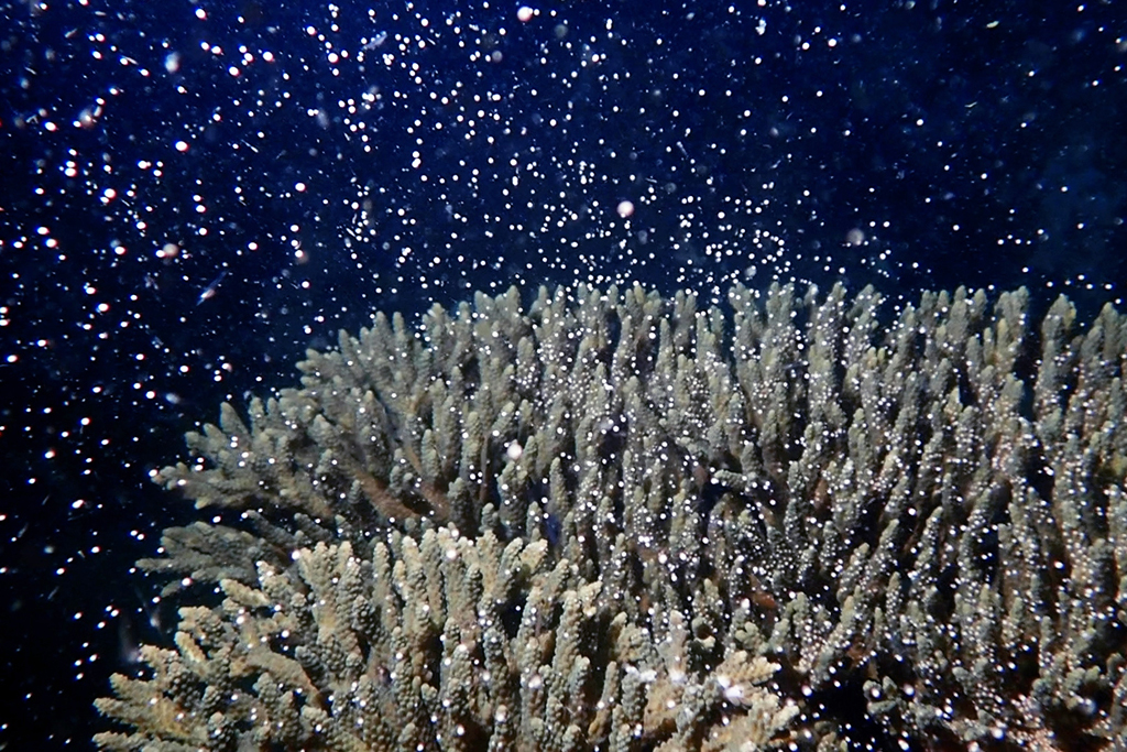 Frame from video footage showing coral reef spawning in Cambodia.
