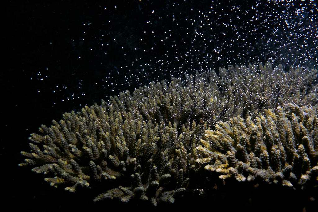 Frame from video footage showing coral reef spawning in Cambodia.