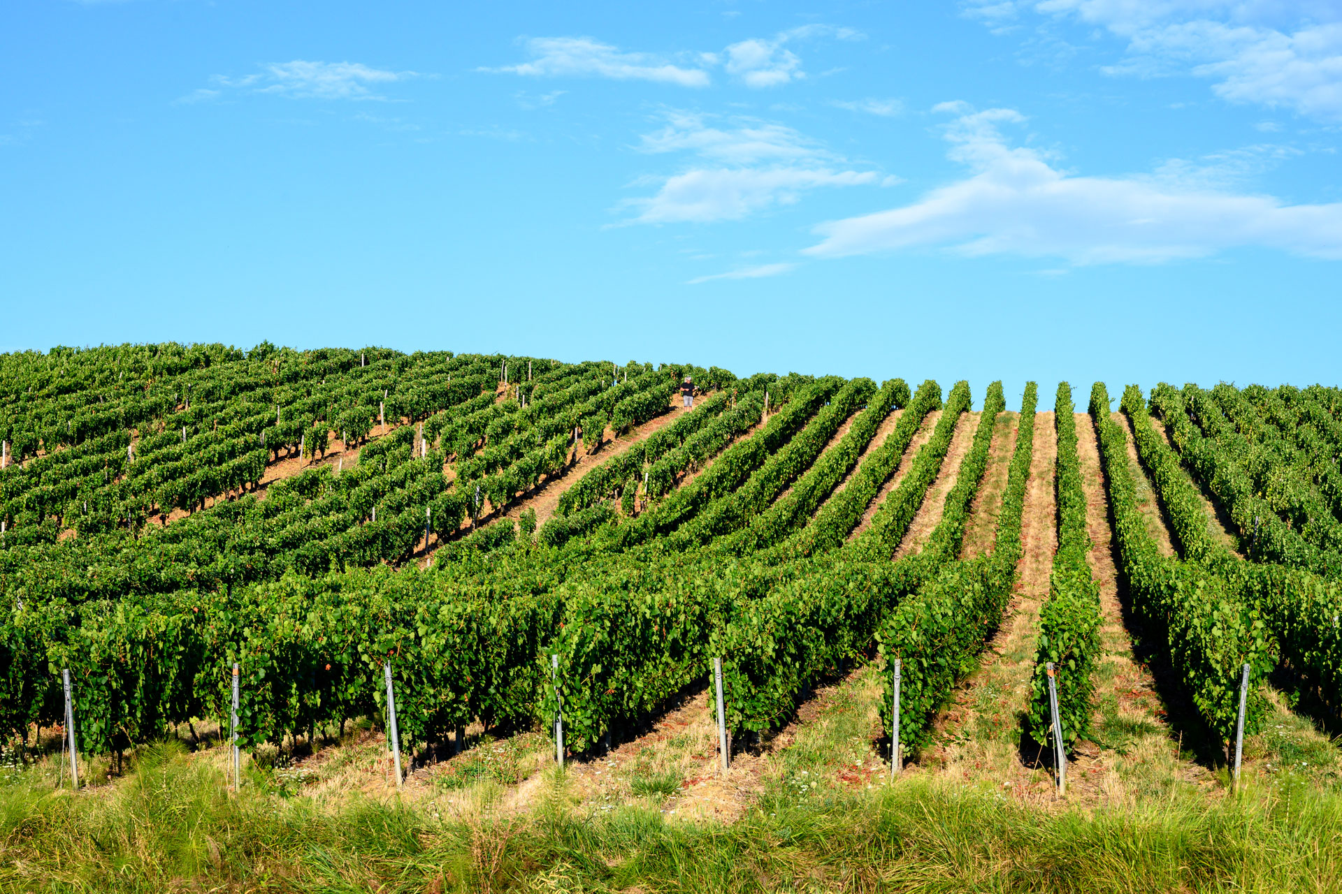 Vineyard in Jura, France