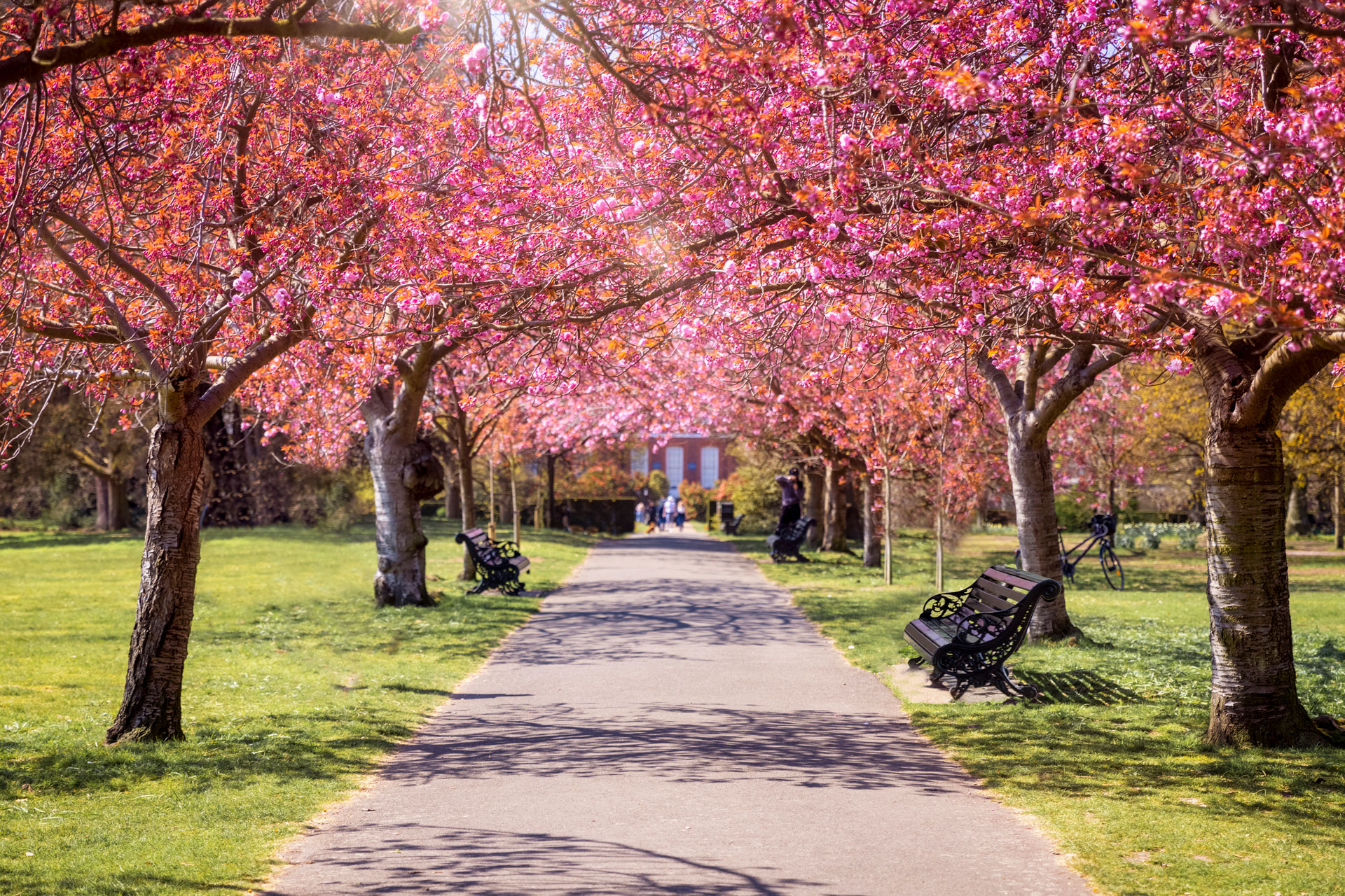 Cherry blossom in Greenwich Park