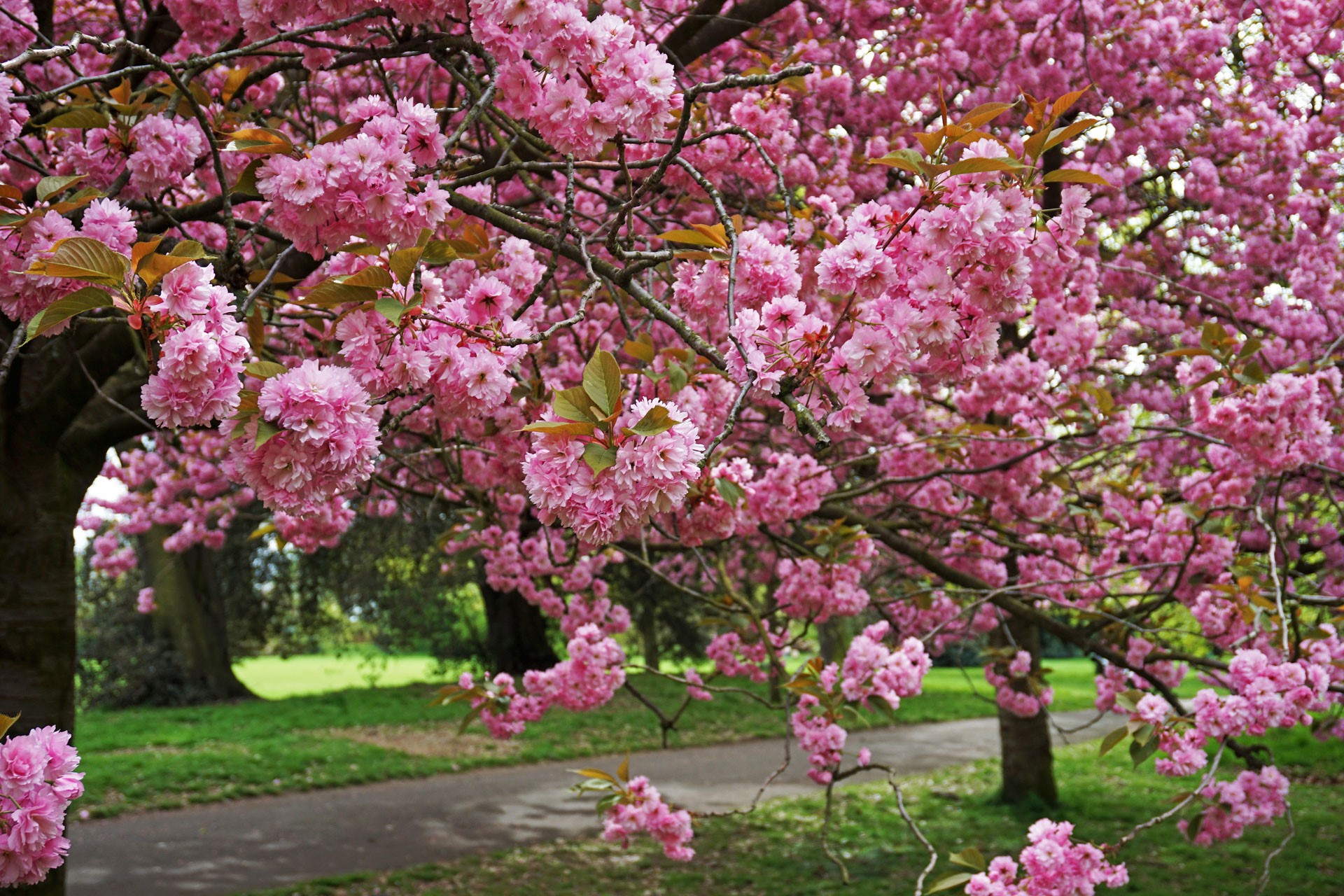 Cherry blossom in Greenwich Park