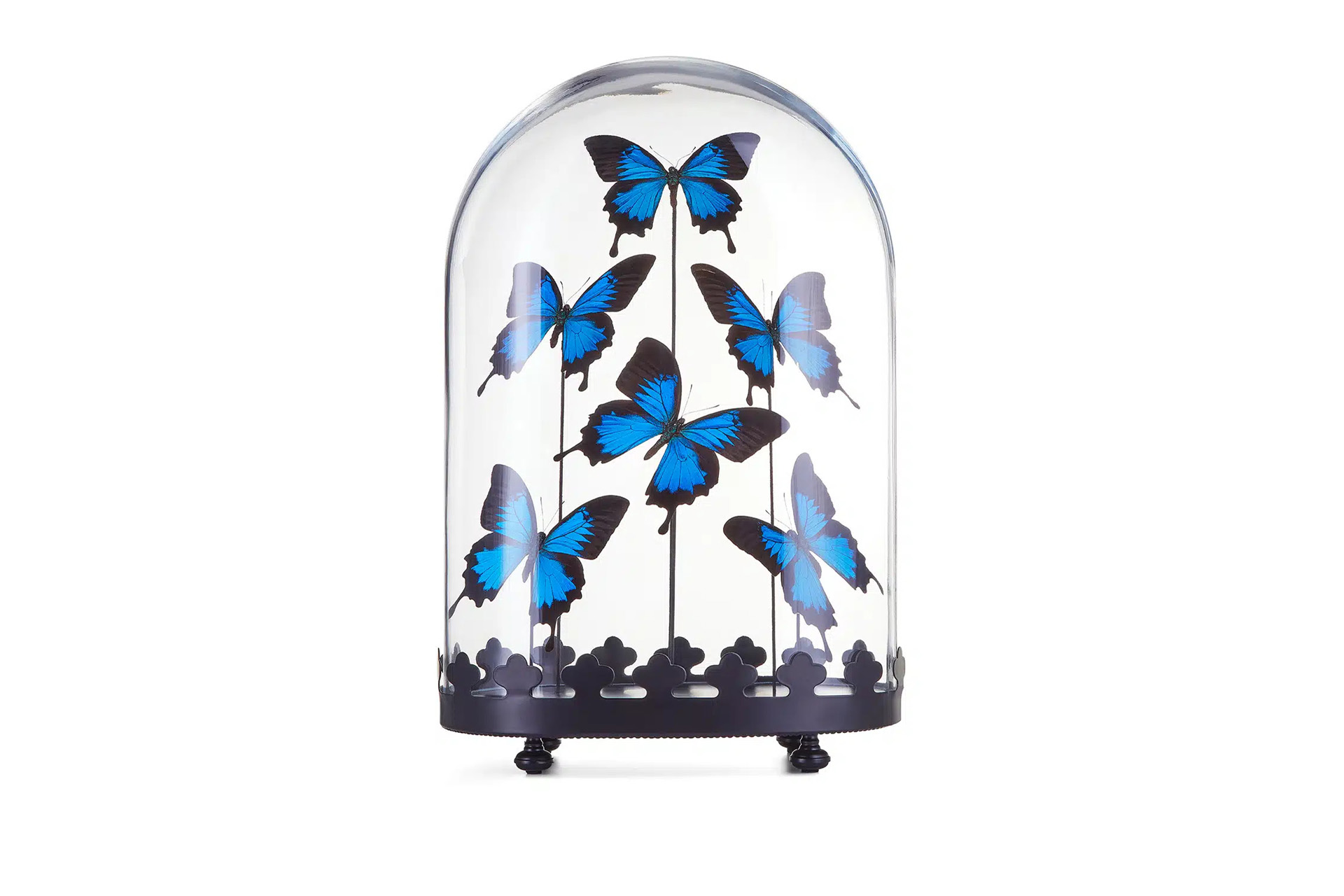 A dome of blue butterflies