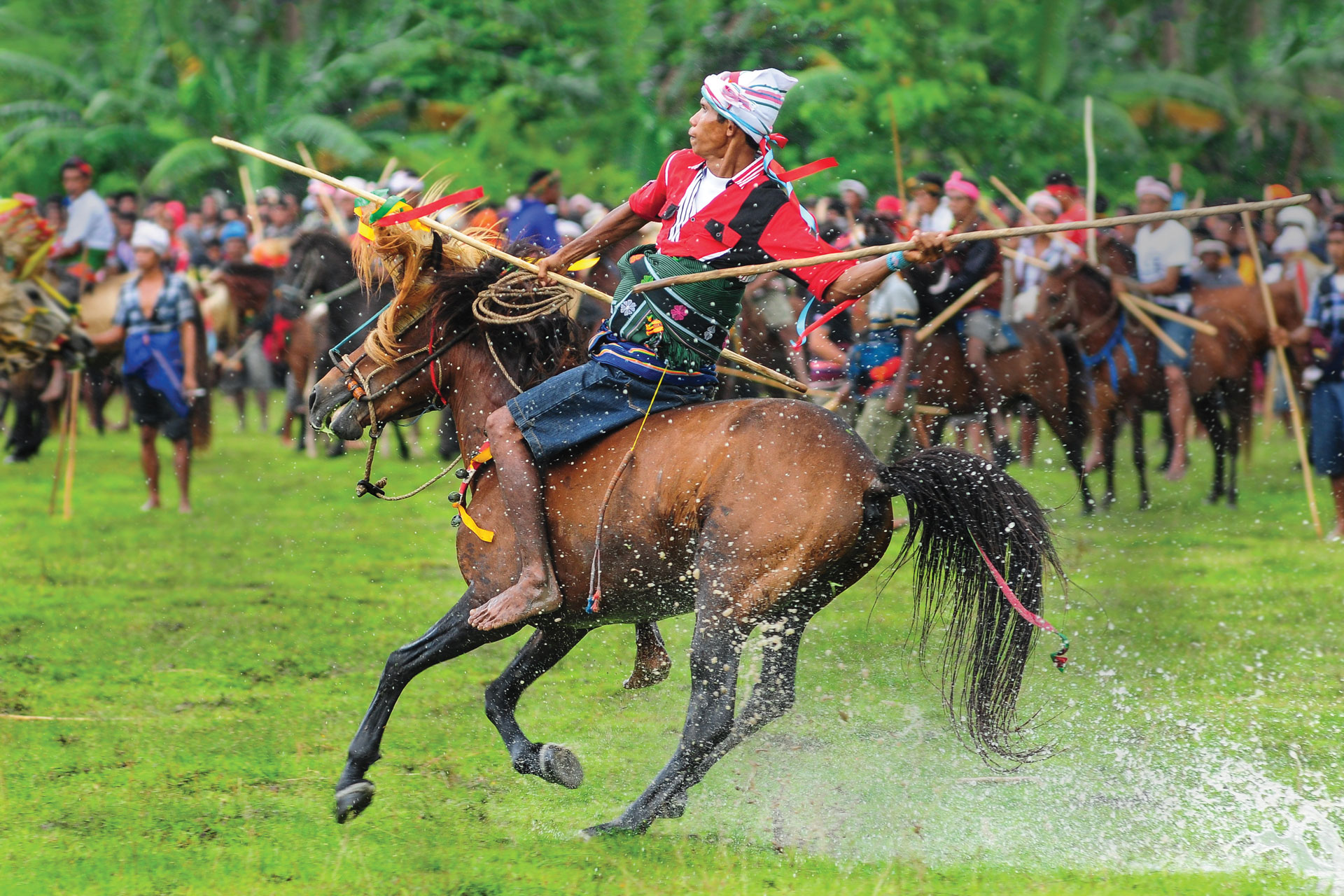 Horses in Sumba