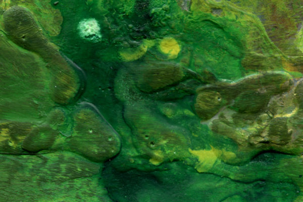 Algae on rocks