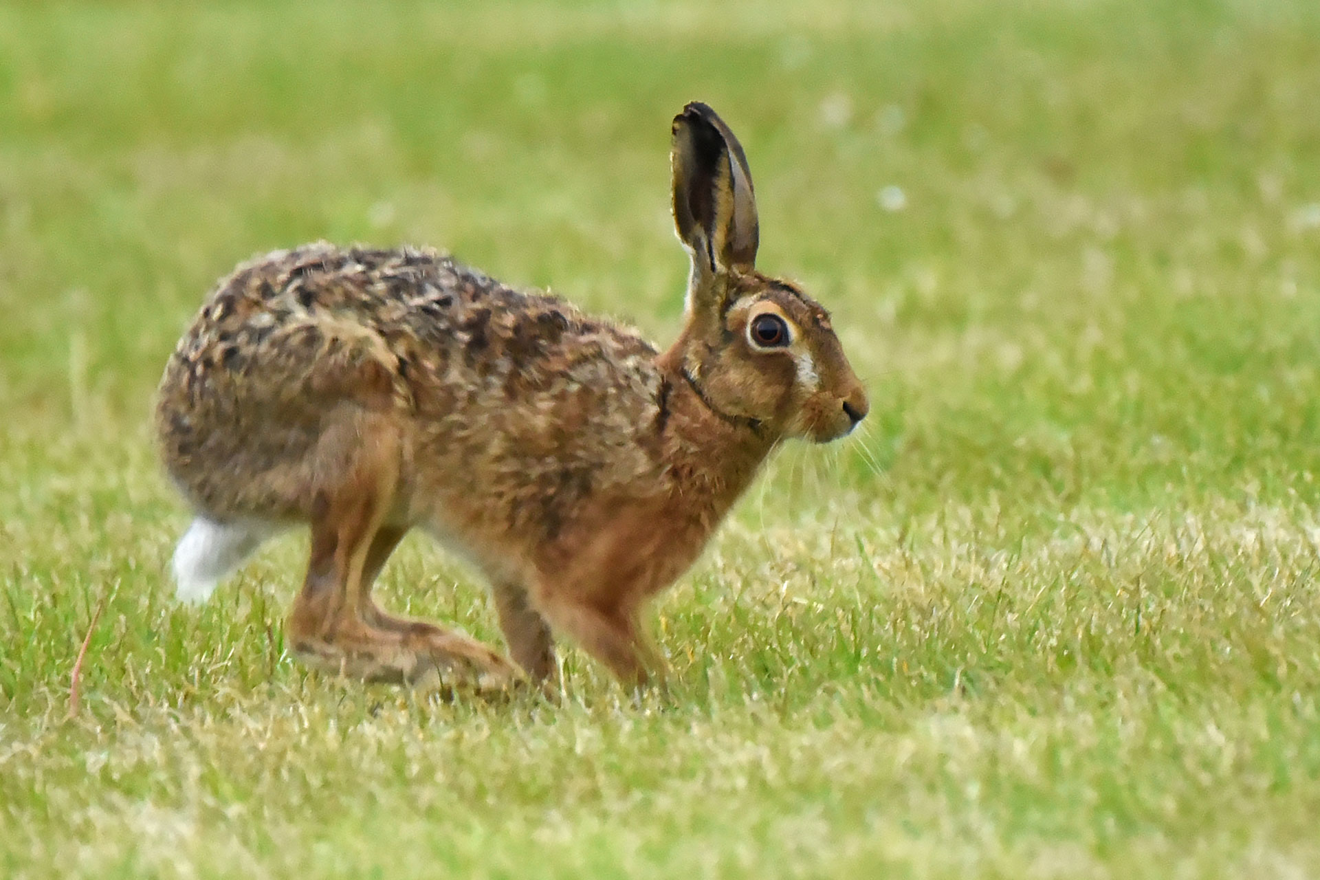 A leveret