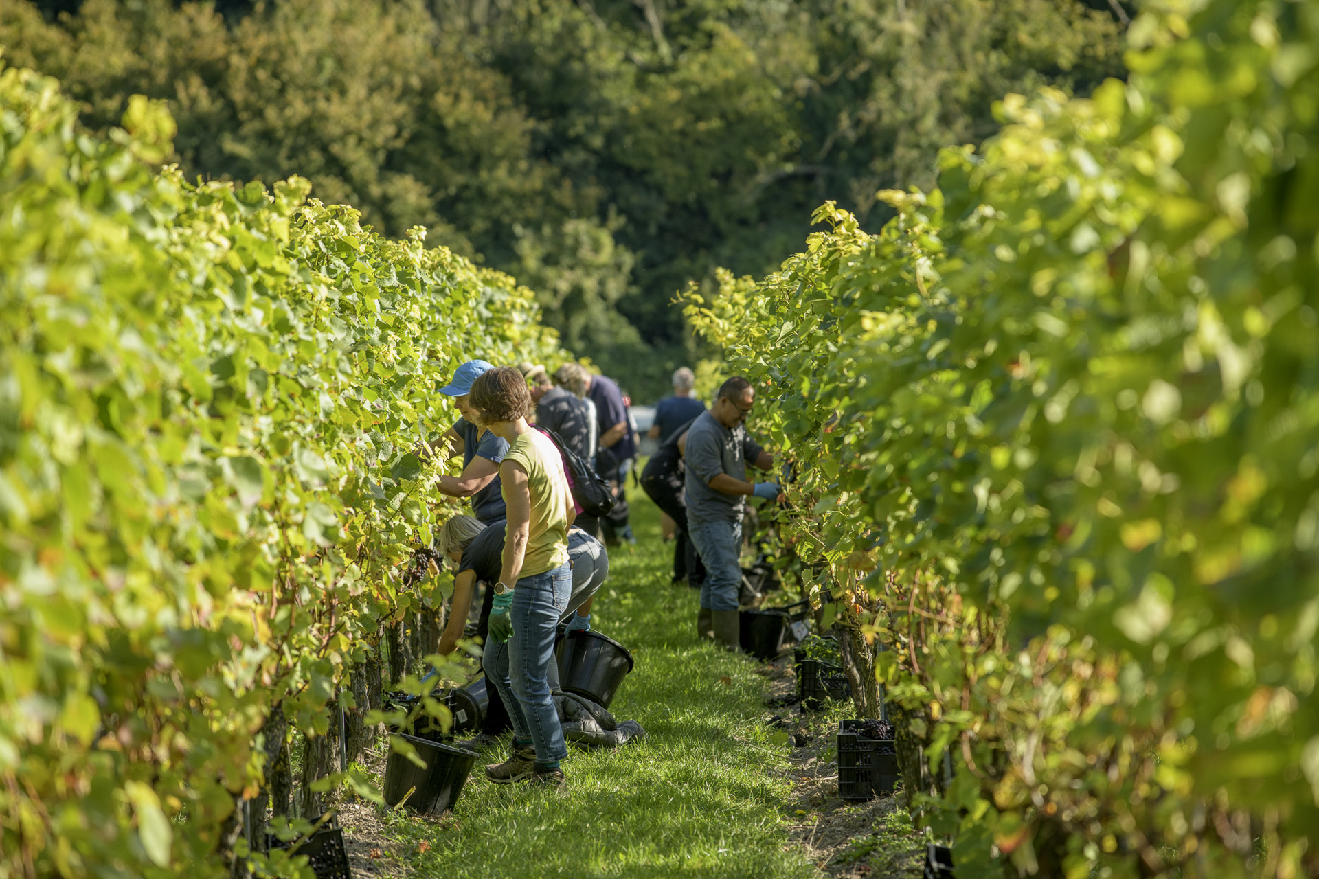 Vines of grapes