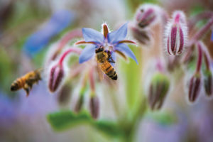 Bees in nature (Image: Pexels)