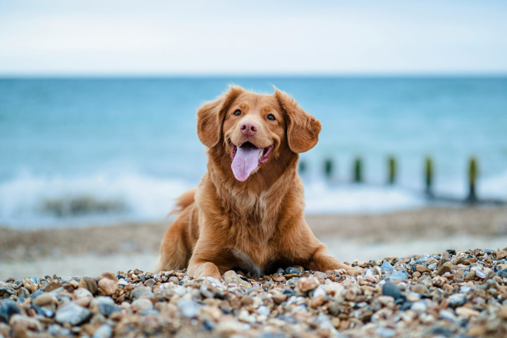 Dog sitting on a shingle beach by the sea.