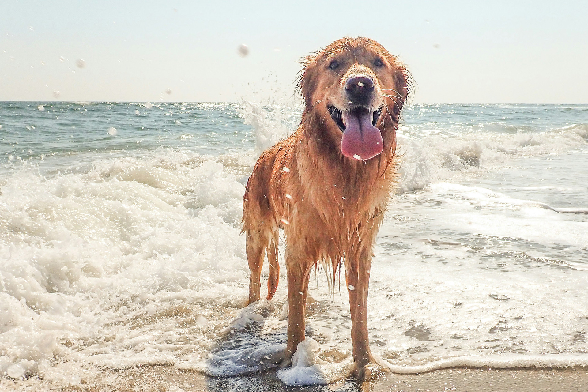 Labrador playing in the sea.