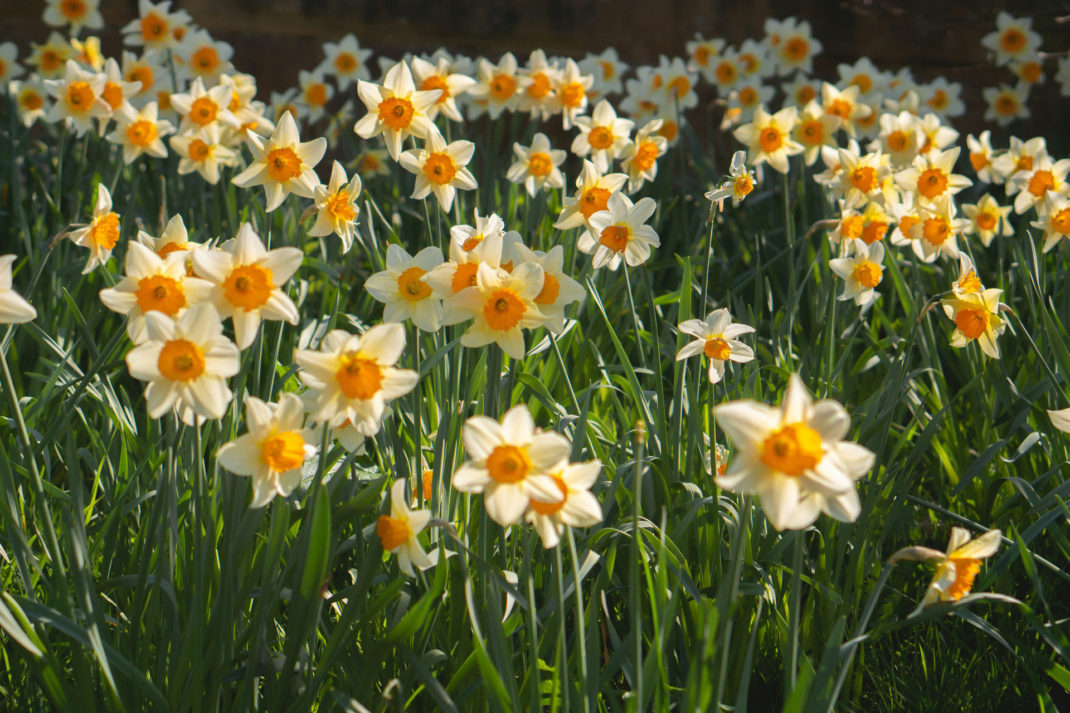 Daffodils in a field