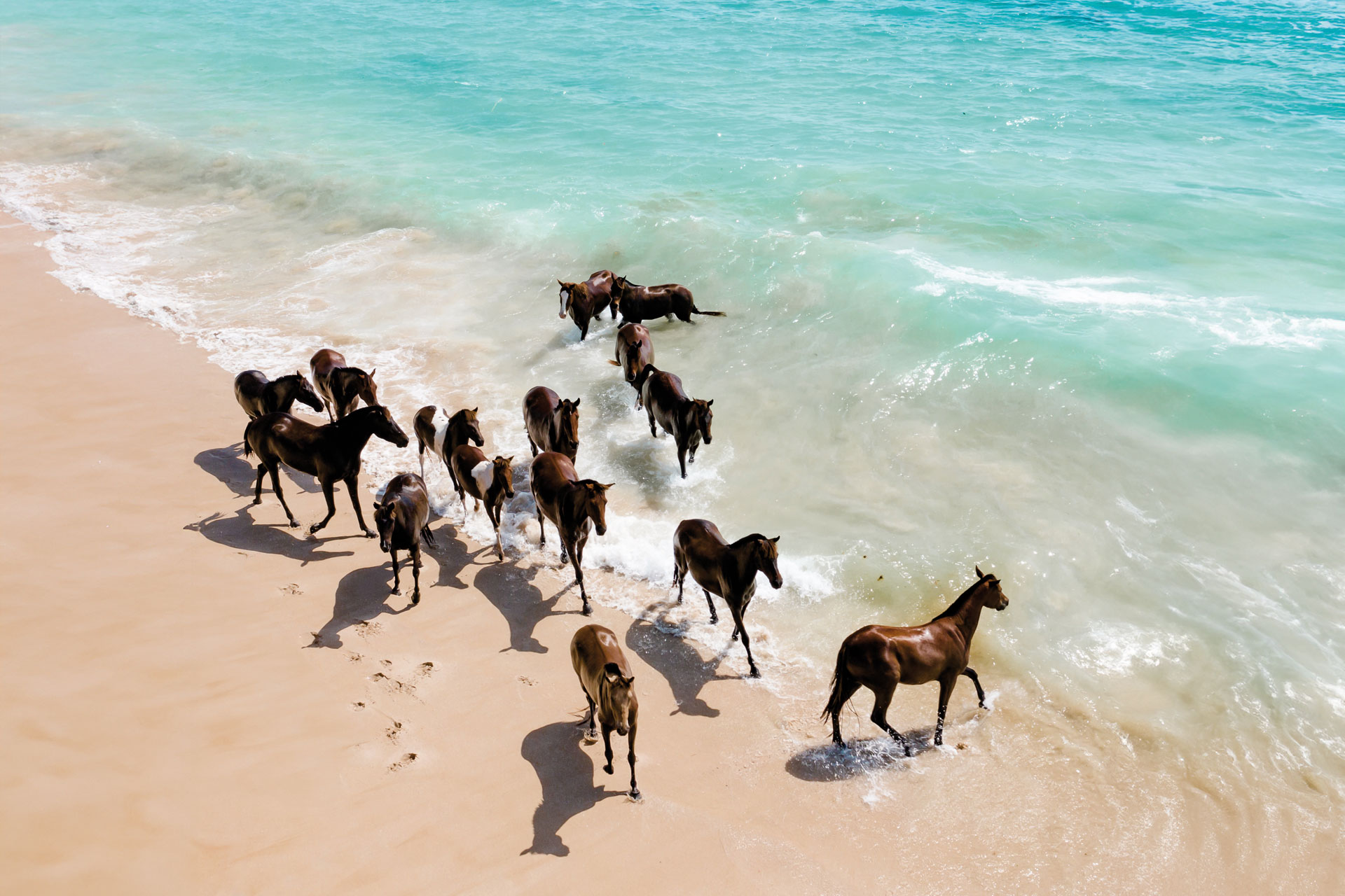 Horses on the beach