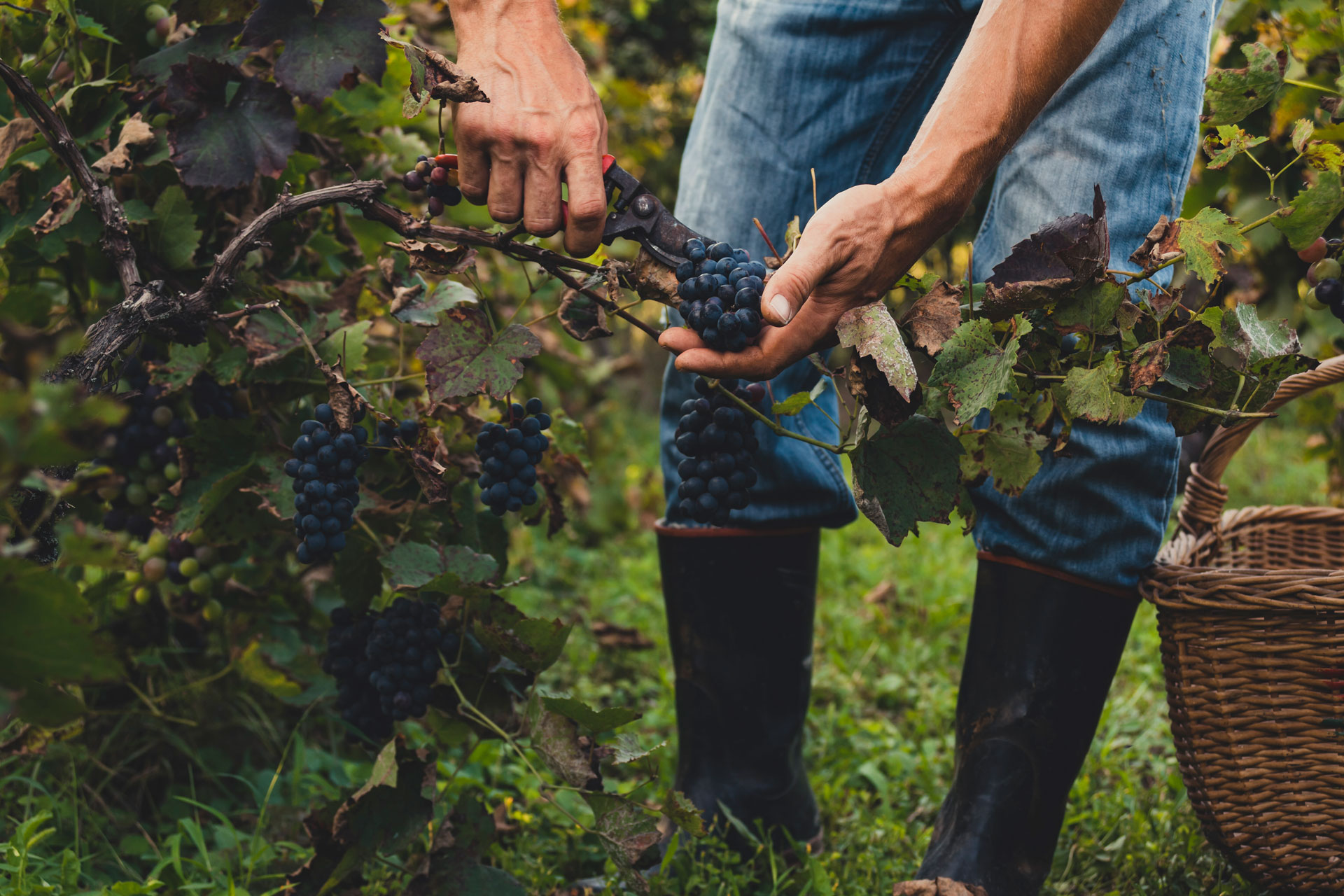 Man picking grapes for wine