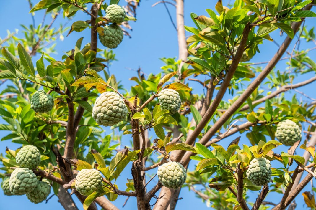 Custard apples