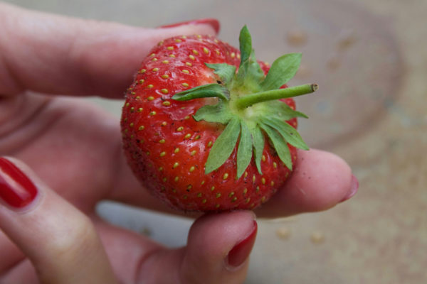 Hand holding a strawberry