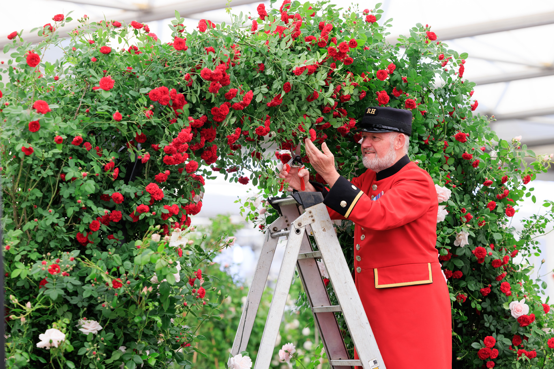 Chelsea Pensioner Billy Knowles lends a hand to transform the grounds of the Royal Hospital for the return of the world famous RHS Chelsea Flower Show
