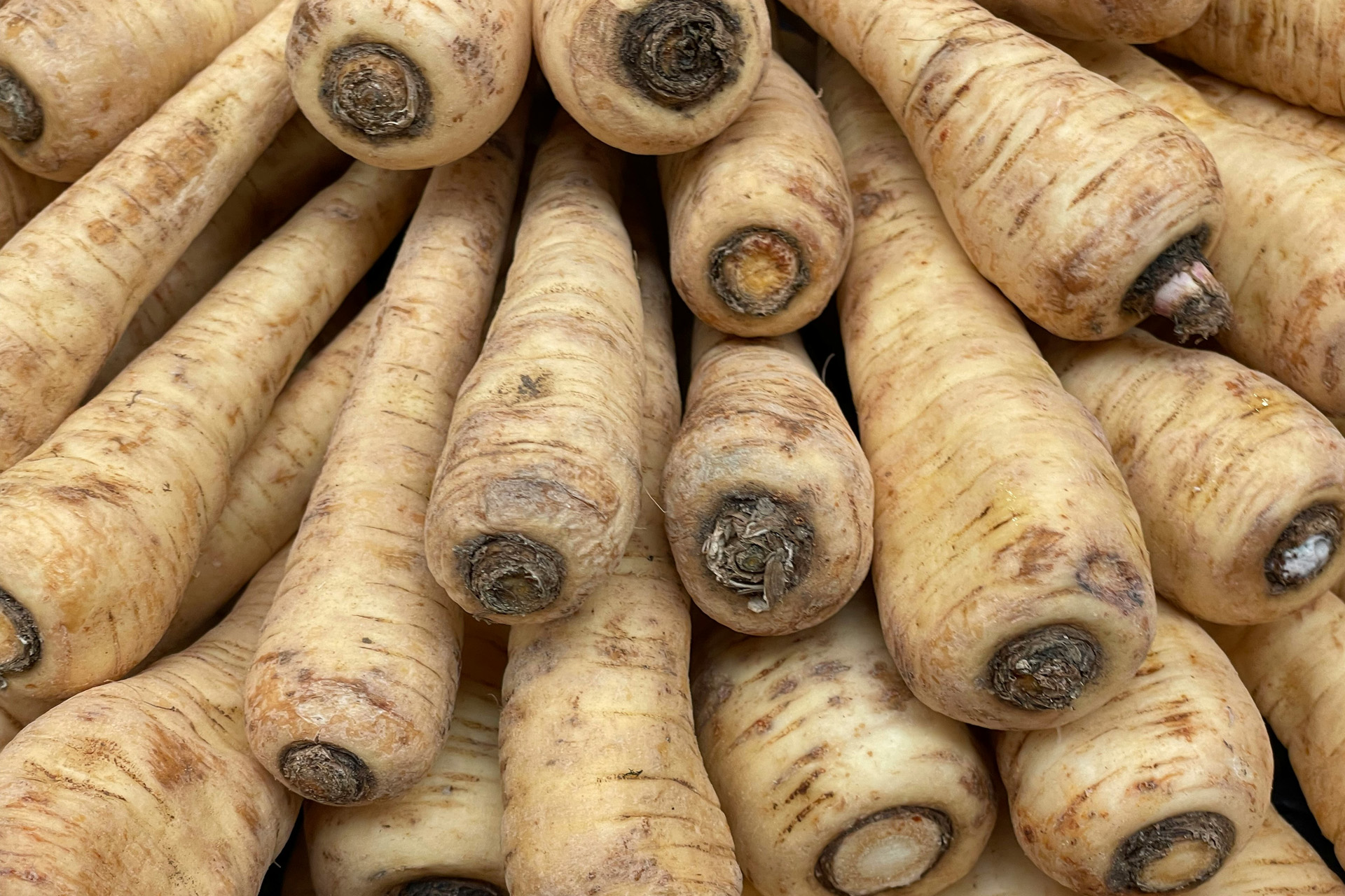 A pile of parsnips