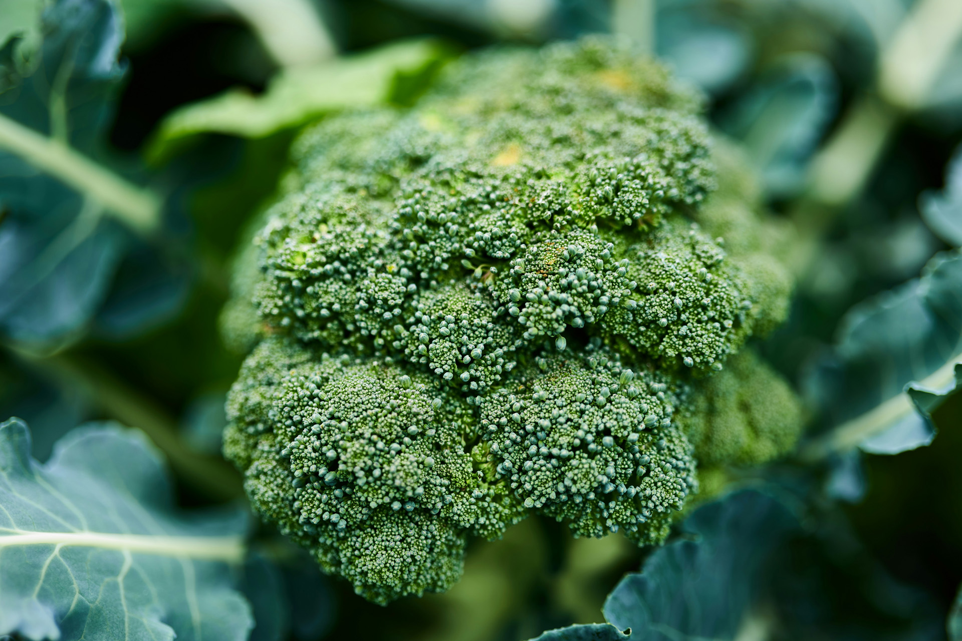 Fresh broccoli